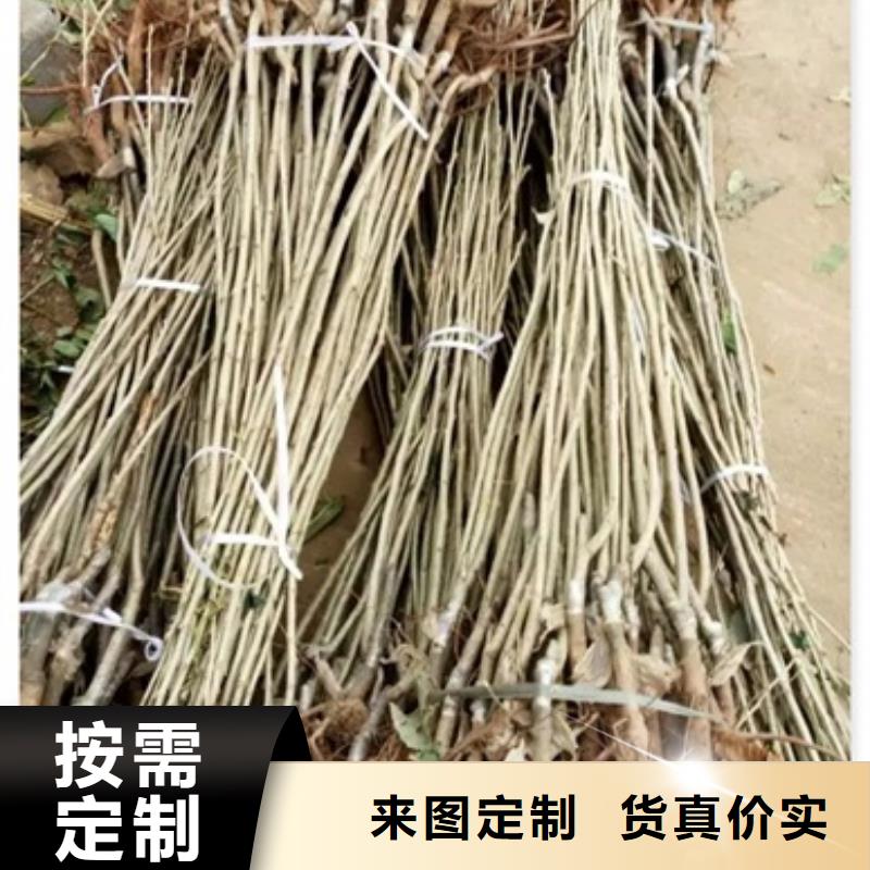 板栗苗山楂苗支持货到付清