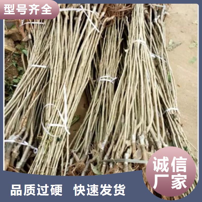 板栗苗梨树苗质量三包