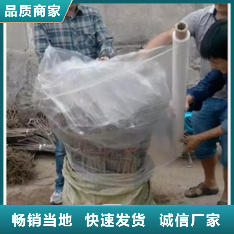 板栗苗蓝莓苗专注细节使用放心