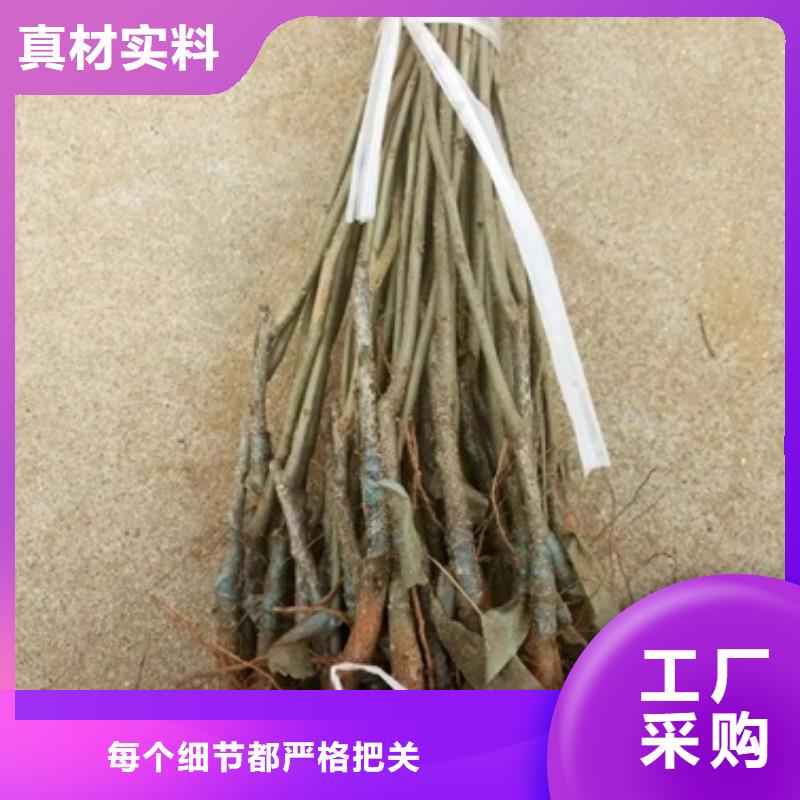 板栗苗梨树苗专注细节专注品质