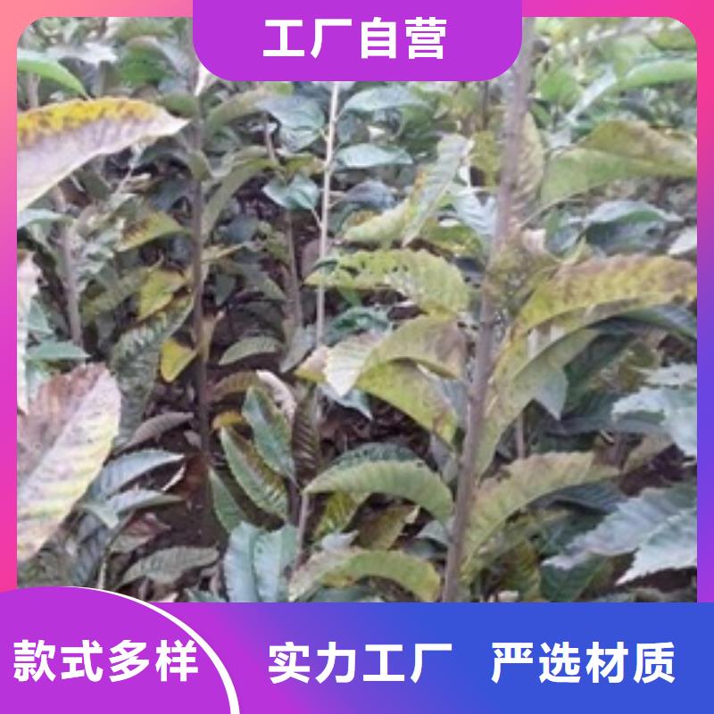 板栗苗花椒苗供应采购