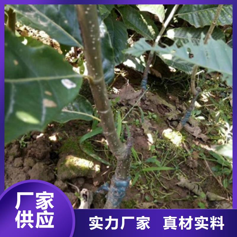 【板栗苗】-山楂苗源头厂家经验丰富