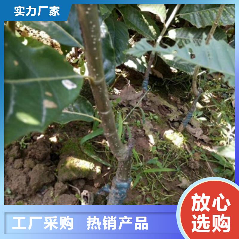 板栗苗山楂苗支持货到付清