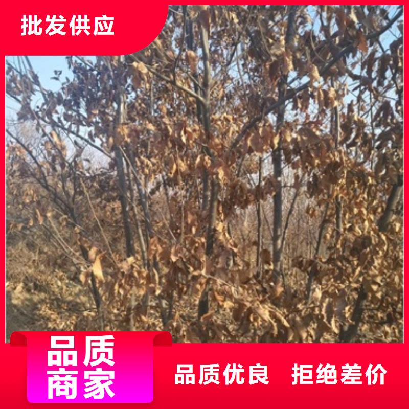 板栗苗花椒苗诚信为本