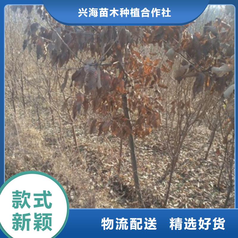 板栗苗,山楂苗批发价格