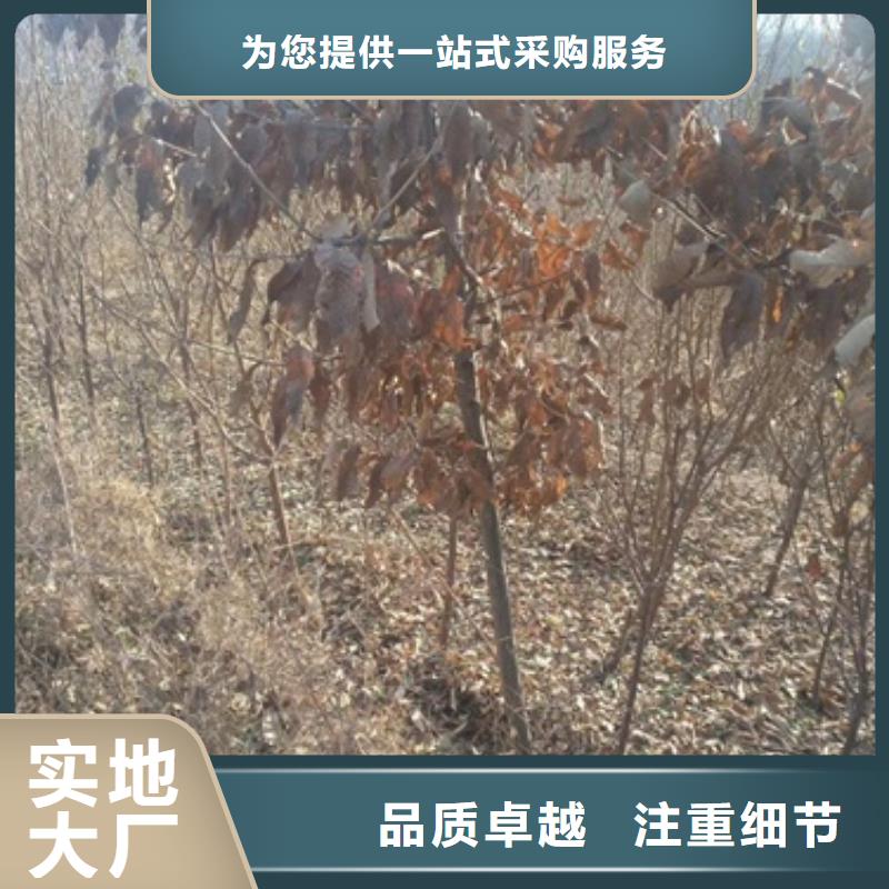 板栗苗李子苗规格型号全