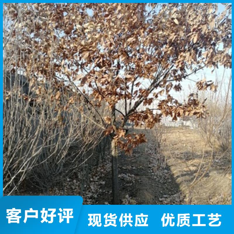 【板栗苗】山楂苗不只是质量好