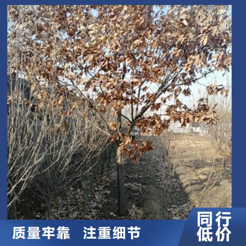 板栗苗李子苗价格实惠