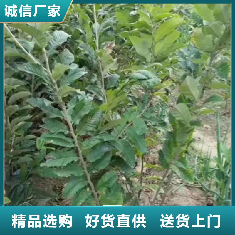 板栗苗-苹果苗实力商家推荐