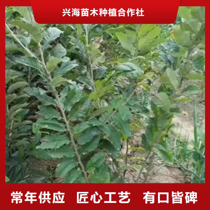 板栗苗苹果苗货真价实