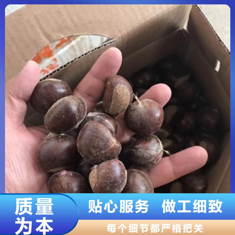 板栗苗【梨树苗】品质有保障