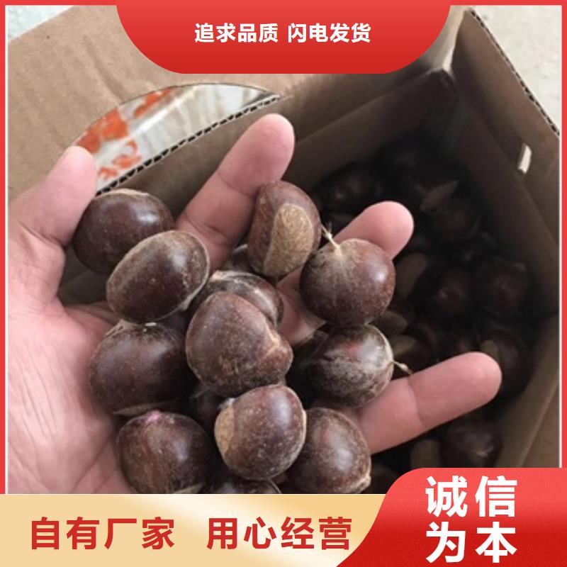 板栗苗梨树苗用途广泛