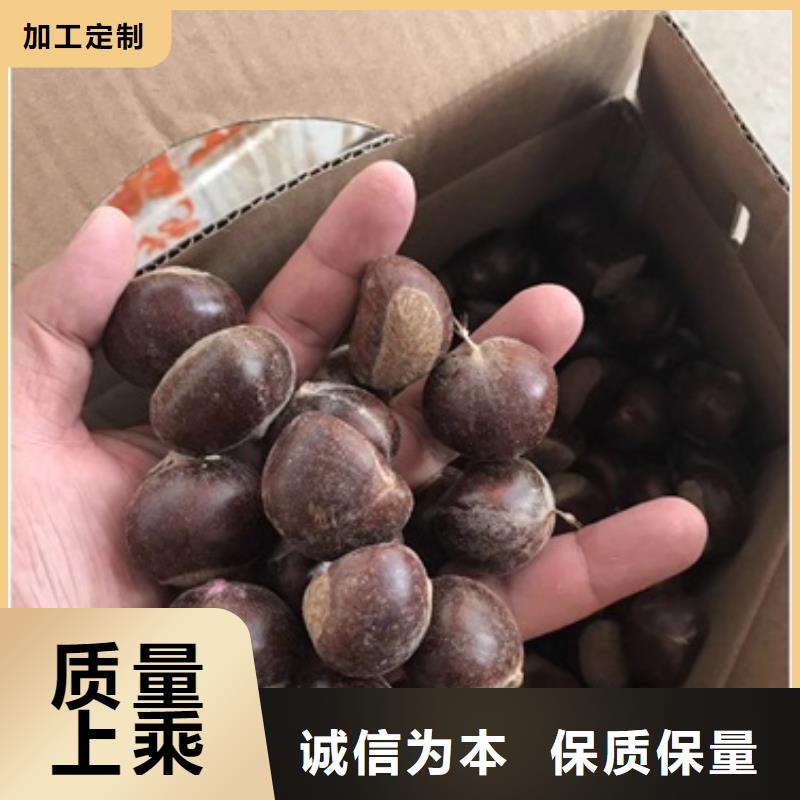 板栗苗核桃苗产品实拍