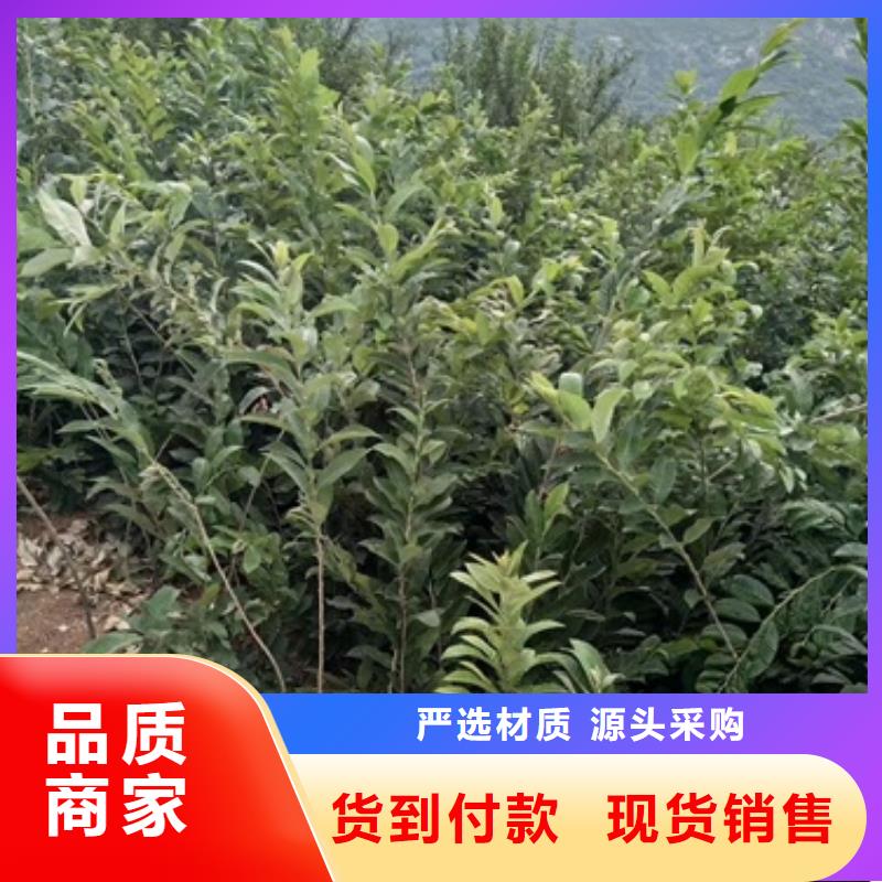 板栗苗梨树苗严选用料