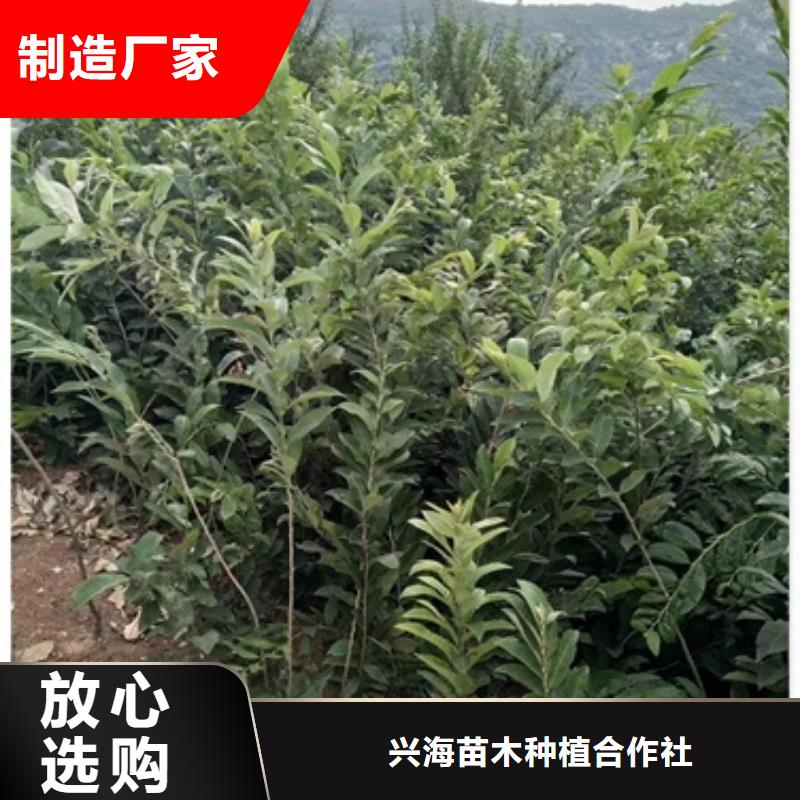 板栗苗山楂苗支持货到付清