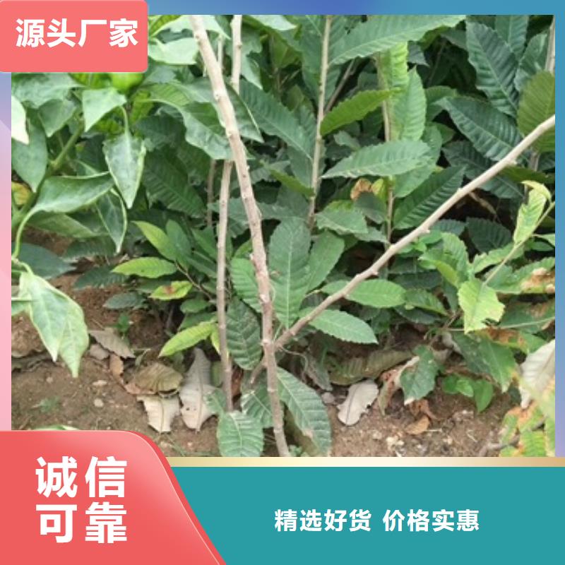 板栗苗,山楂苗批发价格