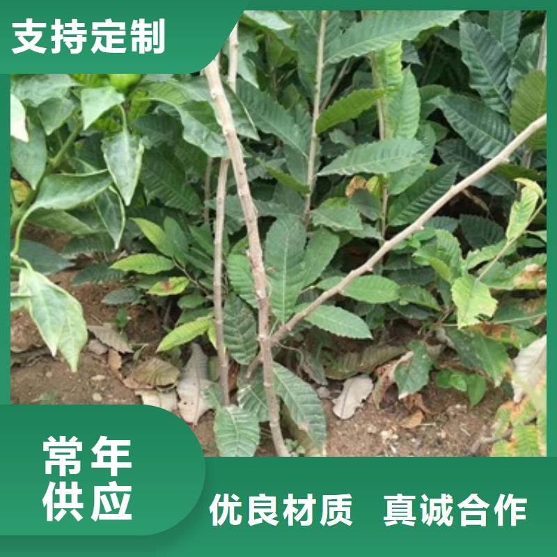 【唐山】 当地 板栗苗梨树苗支持大小批量采购