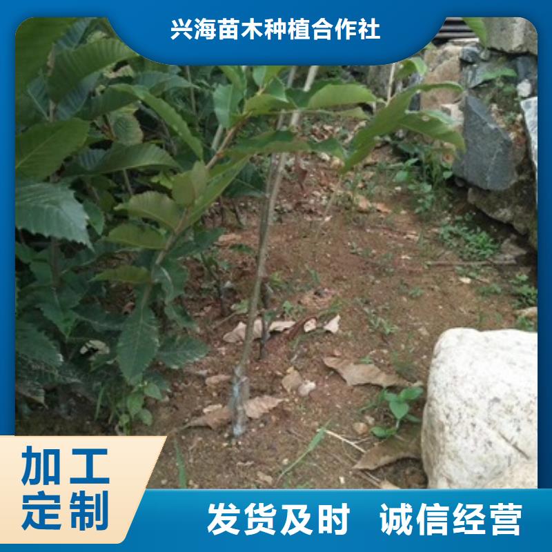 板栗苗花椒苗详细参数