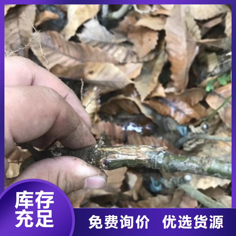 板栗苗【苹果苗】用品质赢得客户信赖