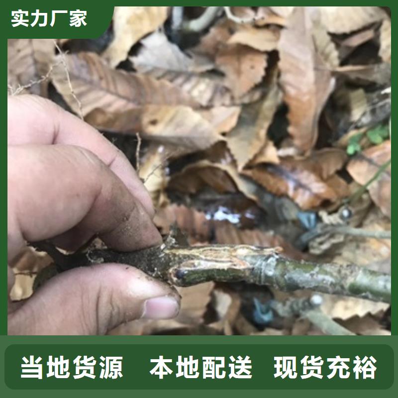 板栗苗蓝莓苗经销商