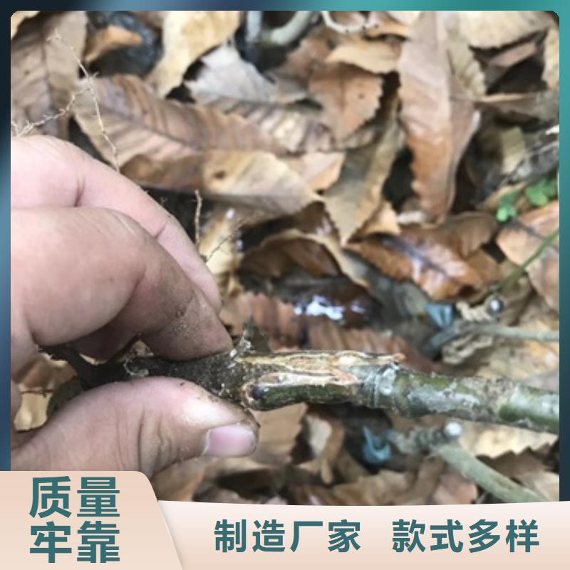 板栗苗-梨树苗对质量负责