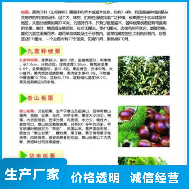 (唐山)(本地)板栗苗梨树苗支持大小批量采购