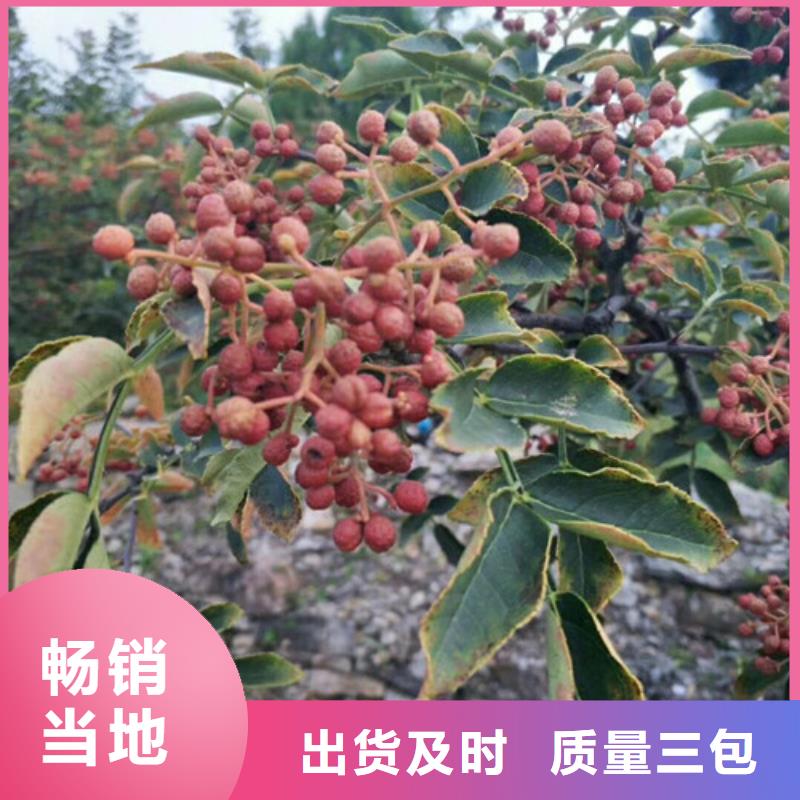 花椒苗-梨树苗厂家精选