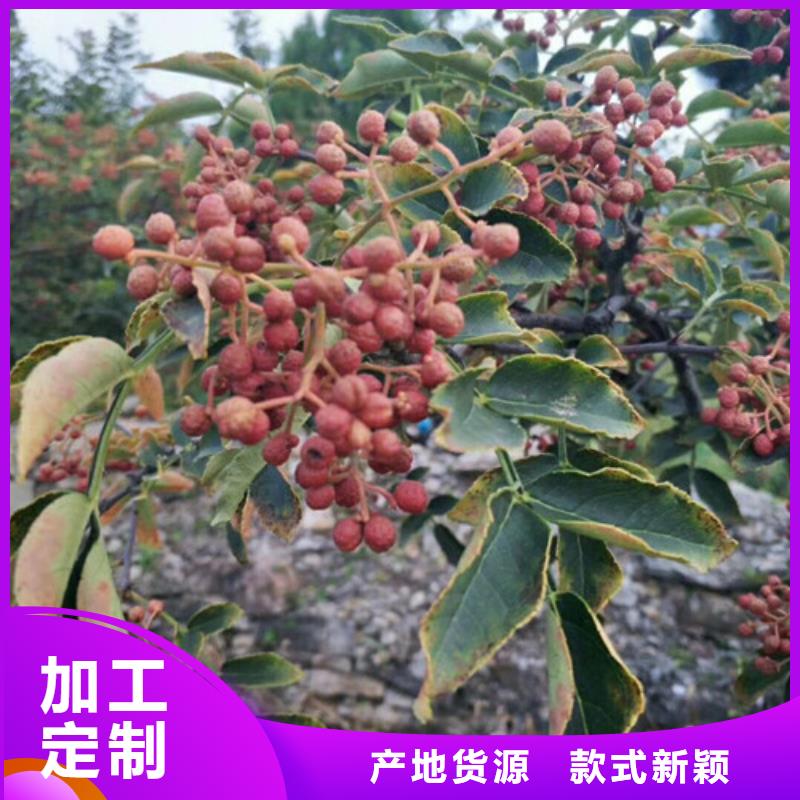 花椒苗【山楂苗】专业厂家