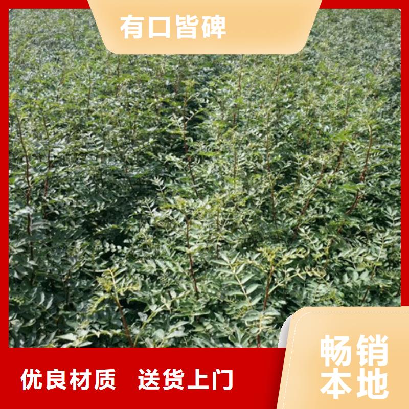 花椒苗,【桃树苗】价格有优势