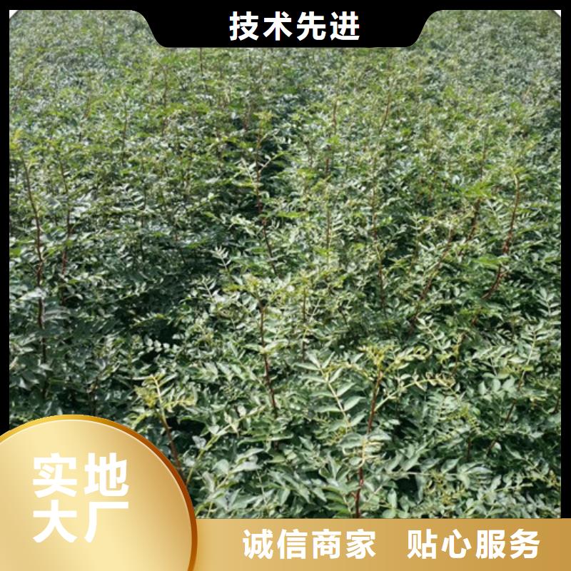 【花椒苗苹果苗省心又省钱】