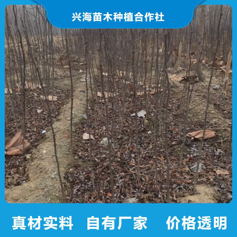 花椒苗桃树苗好产品不怕比