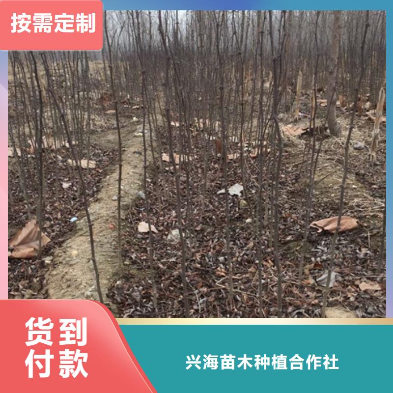 花椒苗蓝莓苗用心做好每一件产品