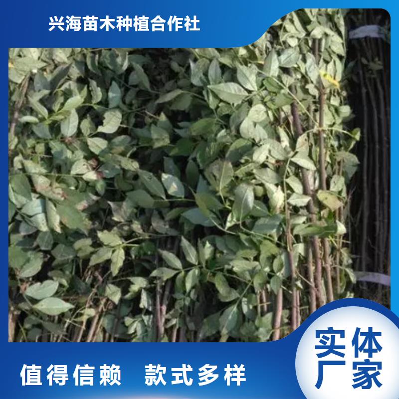 【花椒苗】葡萄苗支持加工定制