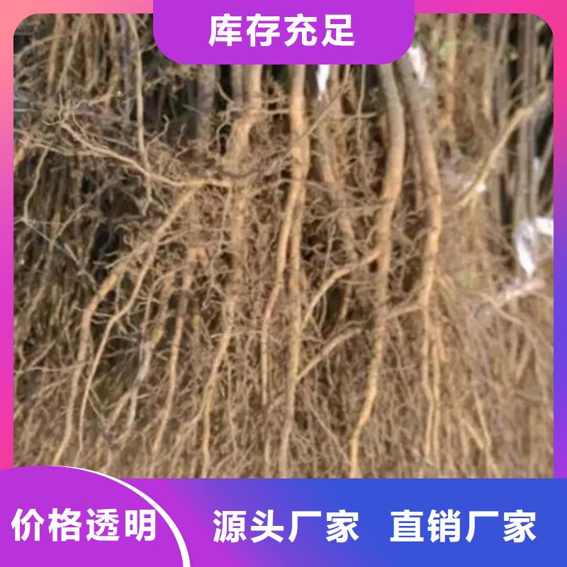 花椒苗核桃苗支持大小批量采购