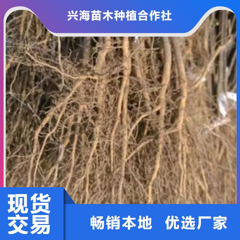 花椒苗板栗苗实体厂家支持定制