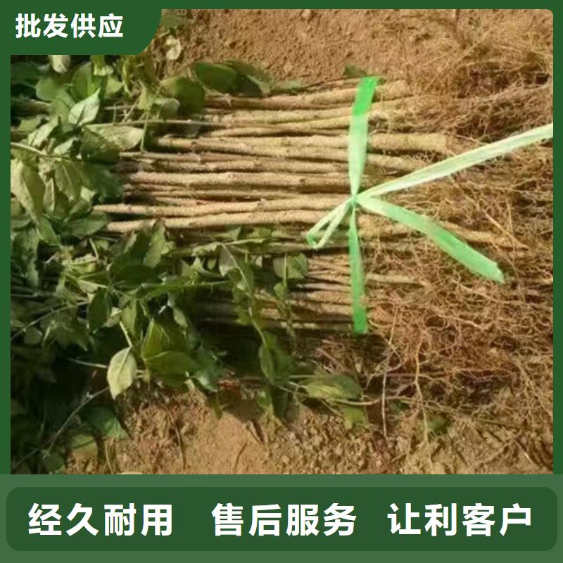 花椒苗桃树苗厂家直销安全放心