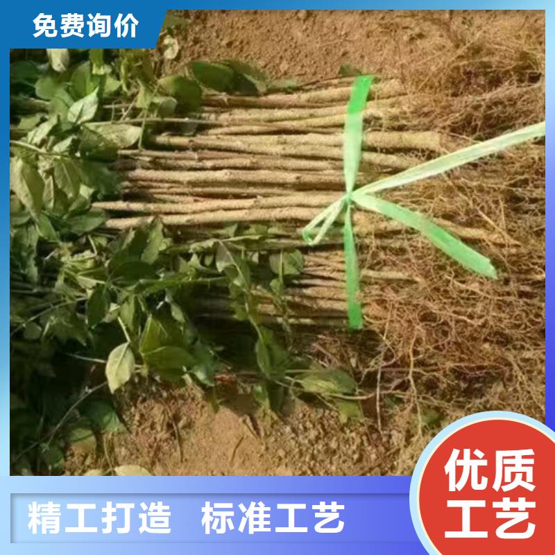 花椒苗-梨树苗厂家精选