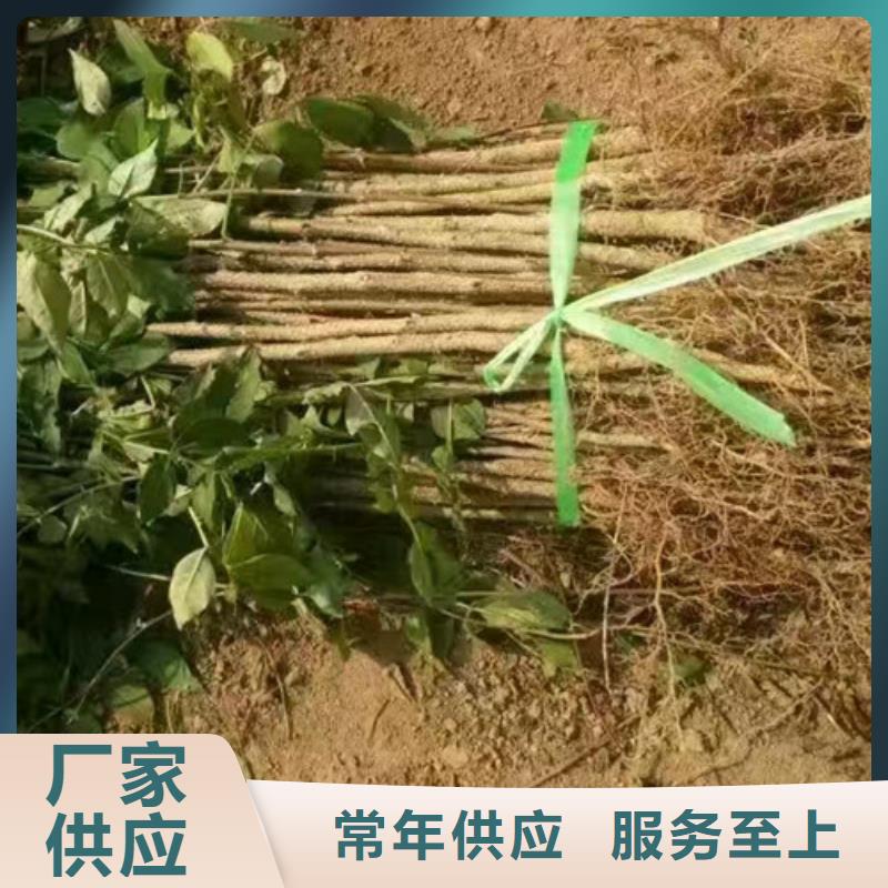 花椒苗_桃树苗品质保证