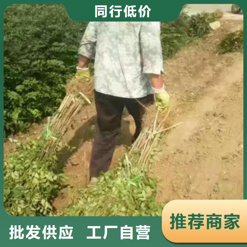 花椒苗【山楂苗】厂家直销省心省钱