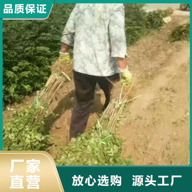 花椒苗蓝莓苗好货直供