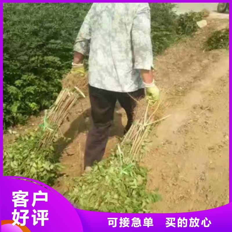 花椒苗板栗苗拒绝中间商