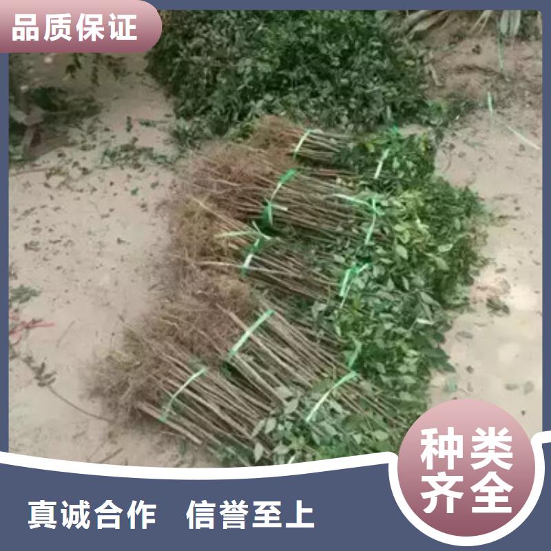 花椒苗板栗苗质量优价格低