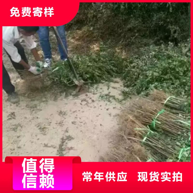 花椒苗随心所欲定制