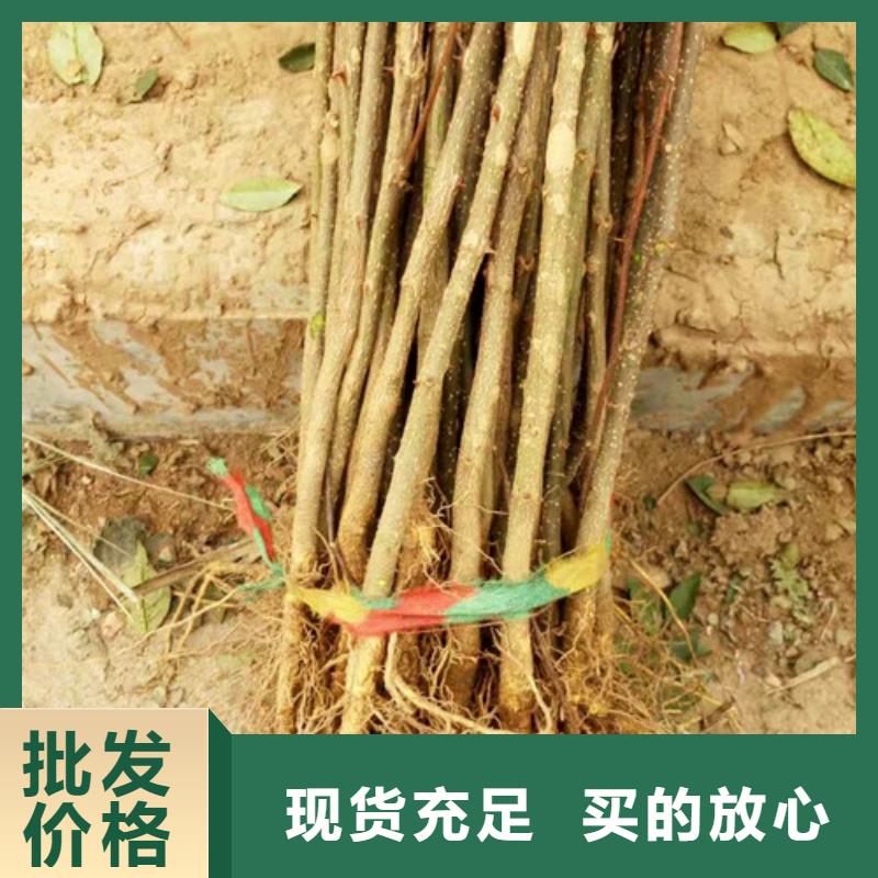 花椒苗蓝莓苗好品质用的放心