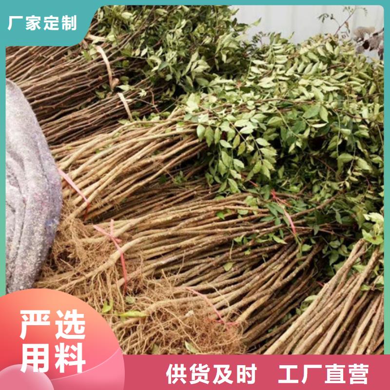 花椒苗【桃树苗】产地工厂