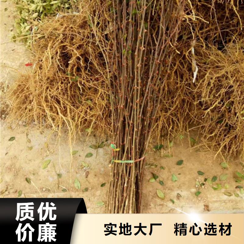 花椒苗桃树苗一站式采购方便省心