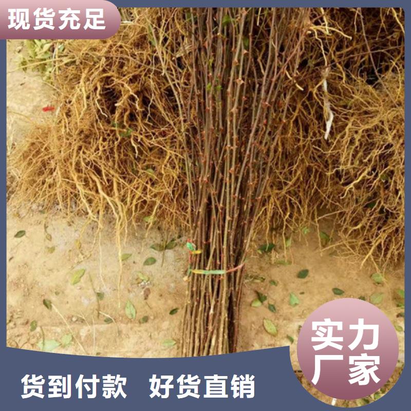 花椒苗【桃树苗】产地工厂