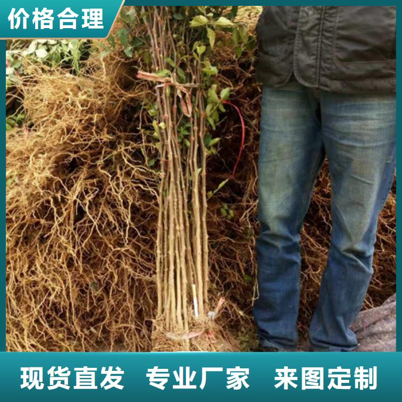 花椒苗梨树苗实力大厂家