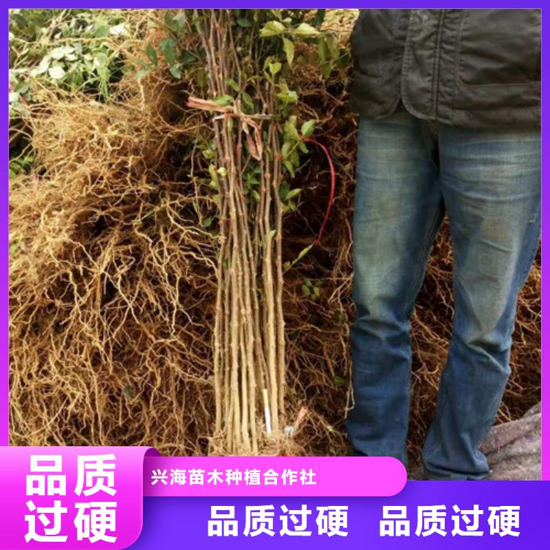 花椒苗,核桃苗工厂价格