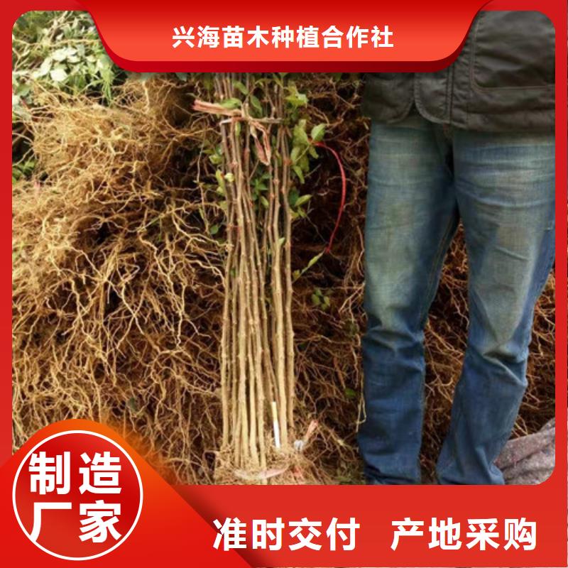 花椒苗山楂苗厂家现货批发